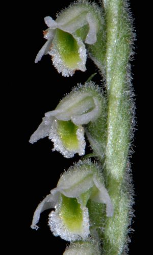 Reg. VENETO Prov. Vicenza 29-09-2014