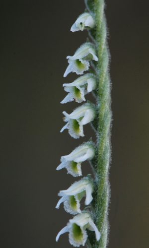 Reg. VENETO Prov. Vicenza 29-09-2014