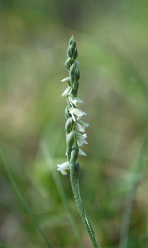 Reg. VENETO Prov. Vicenza 21-09-2021