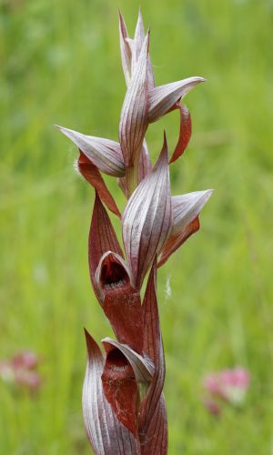 Reg. EMILIA ROMAGNA Prov. Modena 04-05-2024