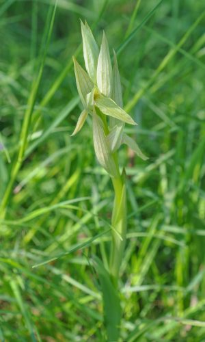 Esemplare albiflora Reg. LIGURIA Prov. Savona 02-05-2009