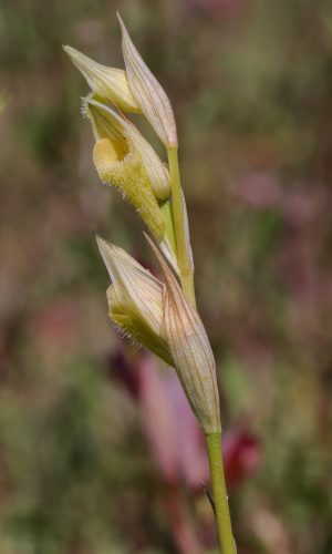 Esemplare albiflora Reg. TOSCANA Prov. Siena 02-06-2022
