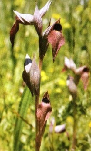 Serapias hyblaea - 2012-05-18 - Richard Lorenz - SR